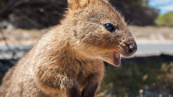 Quokka maakt geluid op Rottnest Island