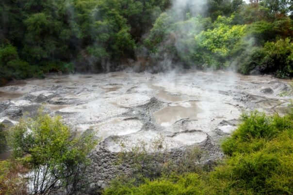 Borrelende modderpoelen tussen bomen in Te Puia bij Rotorua