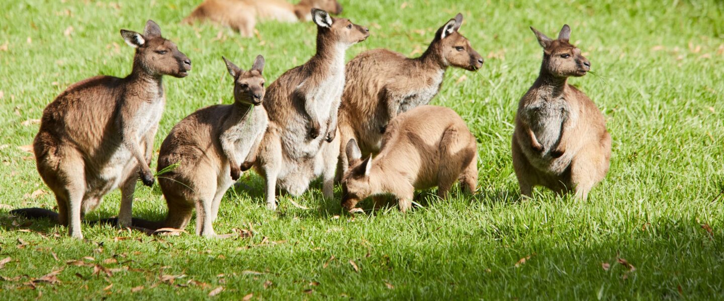 Groep kangoeroes op het gras in de Yarra Valley