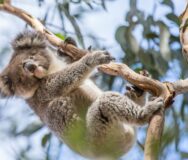 Koala hangt aan tak