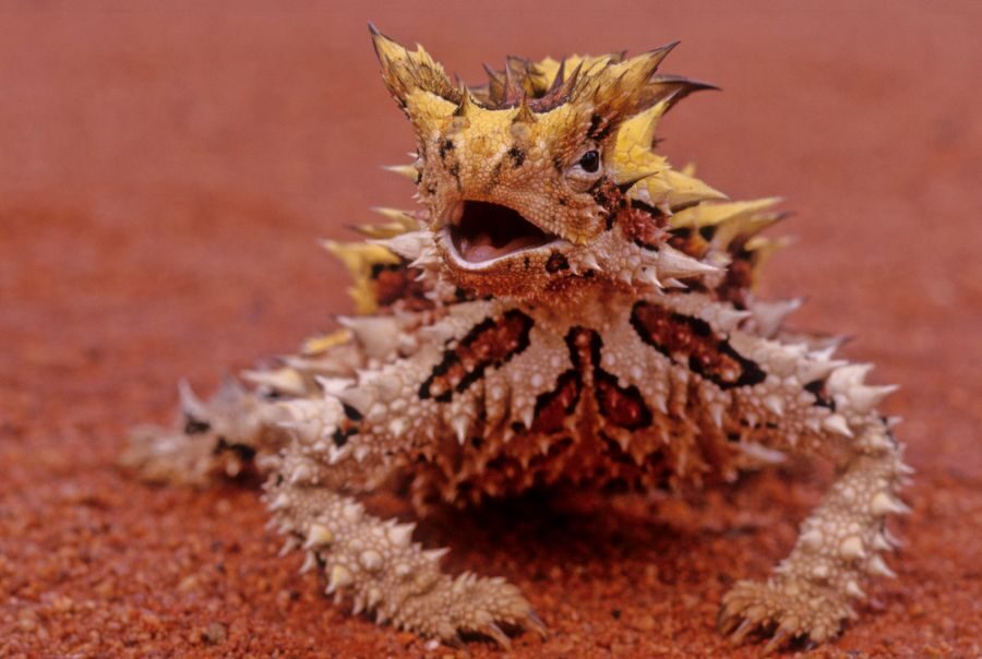 Thorny devil met stekels kijkt omhoog vanaf rode gravelweg