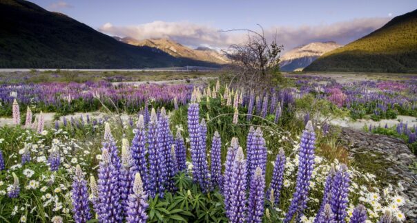 Paarse lupines bij de Arthurs Pass op het Zuidereiland