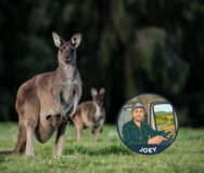 Kangoeroe met joey in de buidel