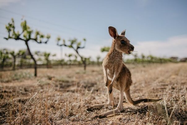 Kangoeroe joey staat op een veld en eet gras