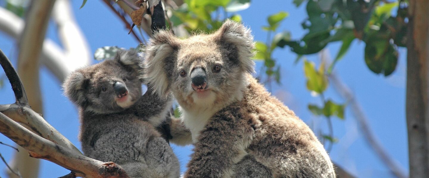 Koala met jong op een tak hoog in de boom