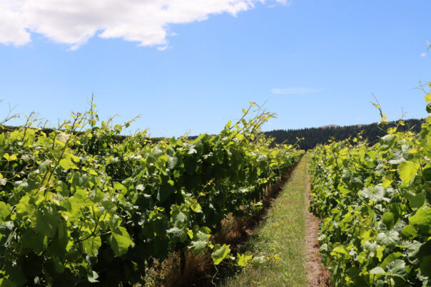 Wijngaard in de wijnregio bij Martinborough
