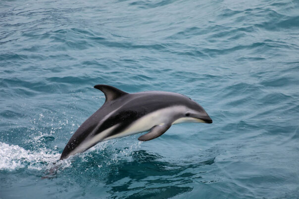 Een Dusky Dolphin springt uit het water bij Kaikoura