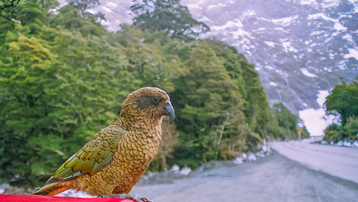 Een kea papegaai zit op de een auto in Fiordland