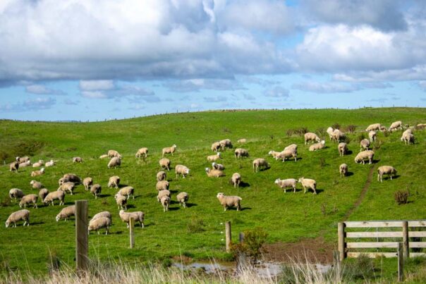 Een schapenweide in de regio van Whanganui