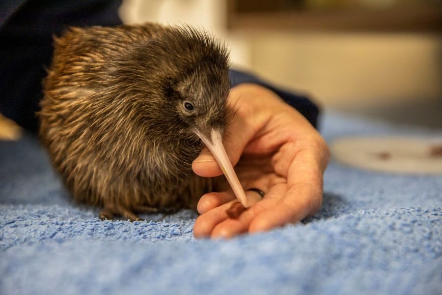 Jonge kiwi vogel zit op handdoek en krijgt eten