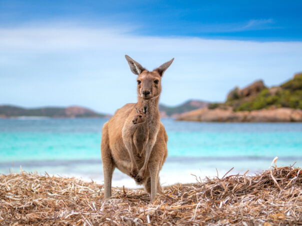 Kangoeroe met jong op het strand van Lucky Bay bij Esperance